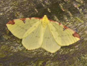 Opisthograptis luteolata L. adulte - �Philippe Mothiron