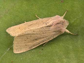 Rhizedra lutosa Hb. adulte - �Philippe Mothiron