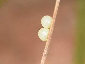  Oeuf de Lasiommata maera L. - �Philippe Mothiron