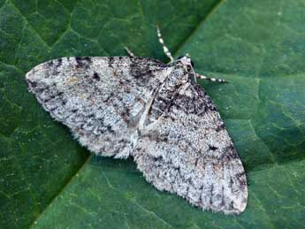 Solitanea mariae Stauder adulte - �Daniel Morel