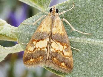 Evergestis marionalis Lrt adulte - �Friedmar Graf