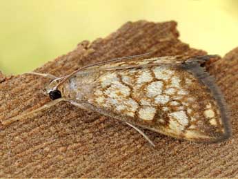 Evergestis marocana Lucas adulte - �Friedmar Graf