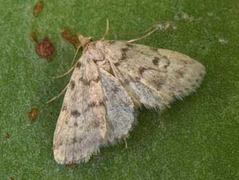 Orectis massiliensis Mill. adulte - �Philippe Mothiron