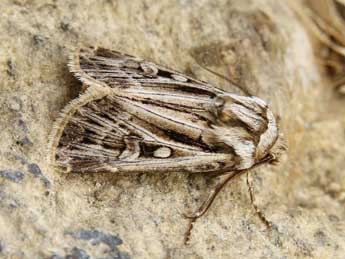 Agrotis mazeli Ronk. & Huem. adulte - �Lionel Taurand
