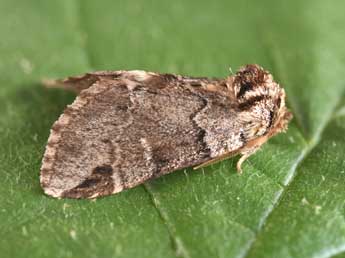 Drymonia obliterata Esp. adulte - �Philippe Mothiron