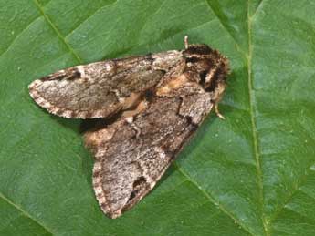 Drymonia obliterata Esp. adulte - �Philippe Mothiron