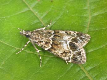 Eudonia mercurella L. adulte - �Philippe Mothiron