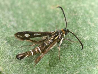 Pyropteron meriaeforme Bsdv. adulte - �Philippe Mothiron