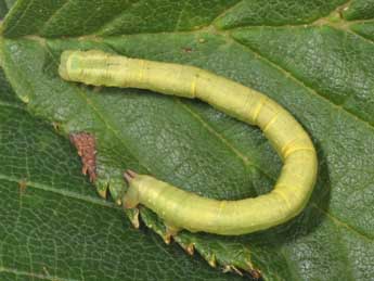  Chenille de Chloroclysta miata L. - �Philippe Mothiron