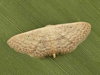 Scopula minorata Bsdv. adulte - �Lionel Taurand