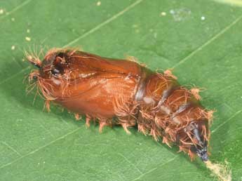  Chrysalide de Lymantria monacha L. - �Philippe Mothiron