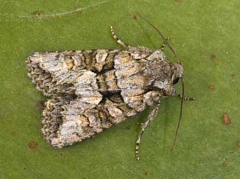 Dryobotodes monochroma Esp. adulte - �Philippe Mothiron