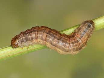  Chenille de Rheumaptera montivagata Dup. - �Heiner Ziegler