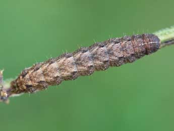  Chenille de Caradrina morpheus Hfn. - �Jeroen Voogd