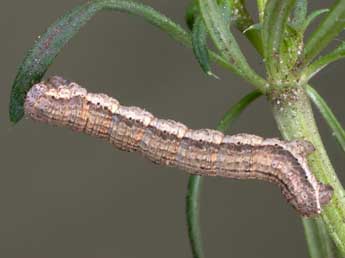  Chenille de Colostygia multistrigaria Hw. - �Jeroen Voogd