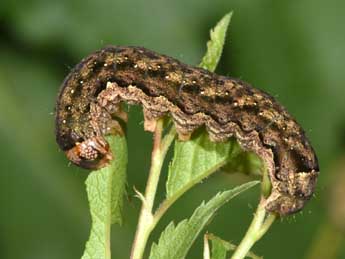  Chenille de Anorthoa munda D. & S. - �Philippe Mothiron