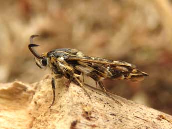 Pyropteron muscaeforme Esp. adulte - �Ruben Meert
