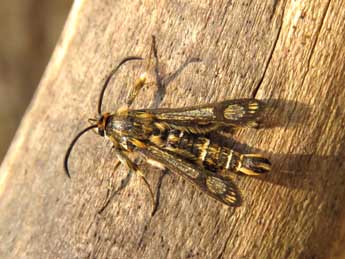 Pyropteron muscaeforme Esp. adulte - �Ruben Meert