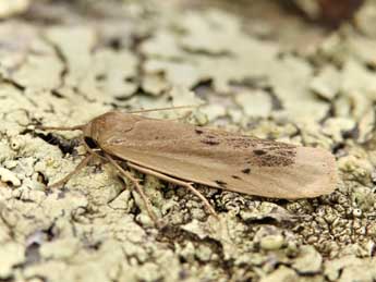 Pelosia muscerda Hfn. adulte - �Lionel Taurand