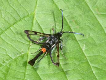 Synanthedon myopaeformis Bkh. adulte - �Philippe Mothiron