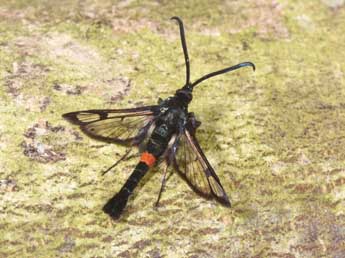 Synanthedon myopaeformis Bkh. adulte - �Philippe Mothiron