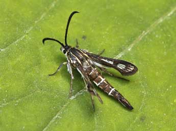 Chamaesphecia mysiniformis Bsdv. adulte - �Lionel Taurand