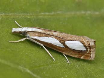 Catoptria mytilella Hb. adulte - �Lionel Taurand
