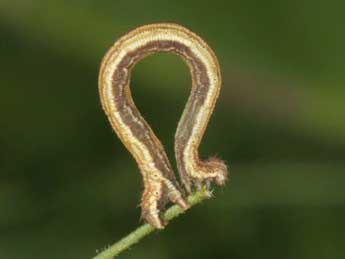  Chenille de Scopula nemoraria Hb. - �Wolfgang Wagner, www.pyrgus.de