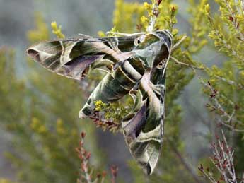 Daphnis nerii L. adulte - �Daniel Morel