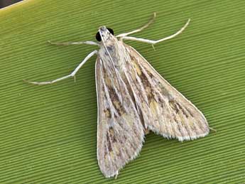 Arnia nervosalis Gn. adulte - �Lionel Taurand