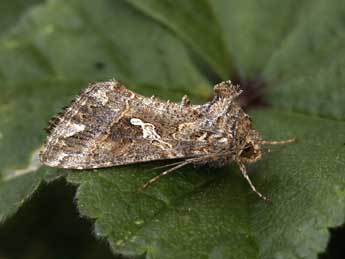 Trichoplusia ni Hb. adulte - �Lionel Taurand