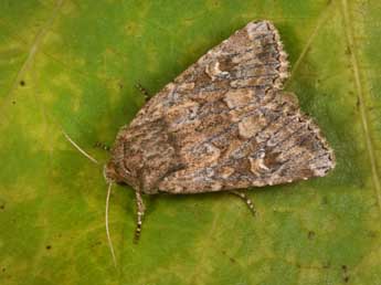 Luperina nickerlii Frr adulte - �Philippe Mothiron