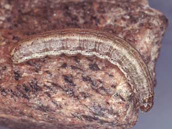  Chenille de Euxoa nigricans L. - �Kimmo Silvonen