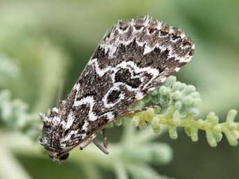 Alvaradoia numerica Bsdv. adulte - �Daniel Morel