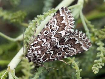 Alvaradoia numerica Bsdv. adulte - �Daniel Morel