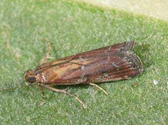 Uncinus obductellus Z. adulte - �Philippe Mothiron