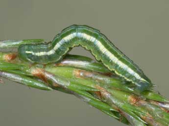  Chenille de Thera obeliscata Hb. - �Jeroen Voogd