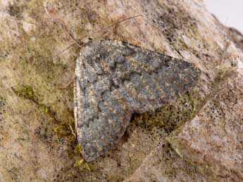 Gnophos obfuscata D. & S. adulte - �Philippe Mothiron