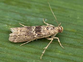 Ancylosis oblitella Z. adulte - �Lionel Taurand