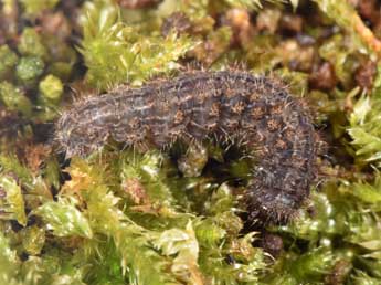  Chenille de Pelosia obtusa H.-S. - �Philippe Mothiron