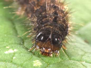  Chenille de Pelosia obtusa H.-S. - �Philippe Mothiron