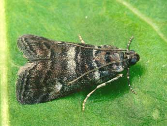Acrobasis obtusella Hb. adulte - �Andr� Lantz