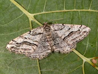 Calamodes occitanaria Dup. adulte - �Philippe Mothiron