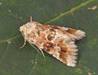 Eremobia ochroleuca D. & S. adulte - �Philippe Mothiron