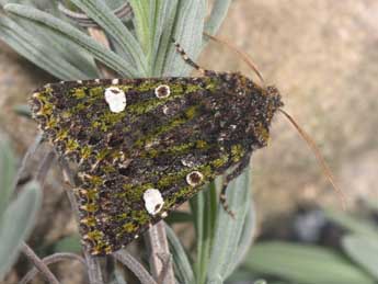 Valeria oleagina D. & S. adulte - �Philippe Mothiron