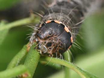  Chenille de Valeria oleagina D. & S. - �Philippe Mothiron