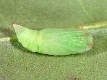  Chrysalide de Xenochlorodes olympiaria H.-S. - �Philippe Mothiron