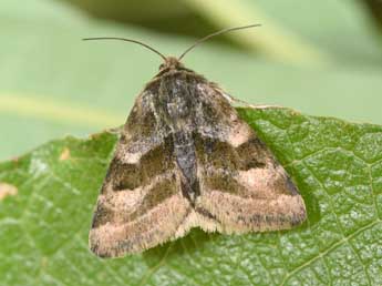Heliothis ononis D. & S. adulte - �Philippe Mothiron