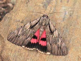 Catocala optata God. adulte - �Lionel Taurand