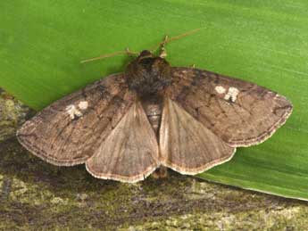 Tethea or D. & S. adulte - �Philippe Mothiron